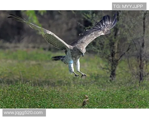 老鹰与魔术精彩对决全场回放重温比赛瞬间与精彩时刻